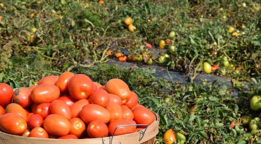 Autocueillette tomates bios